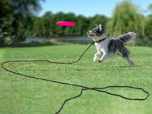 Dog Leash For Playing
