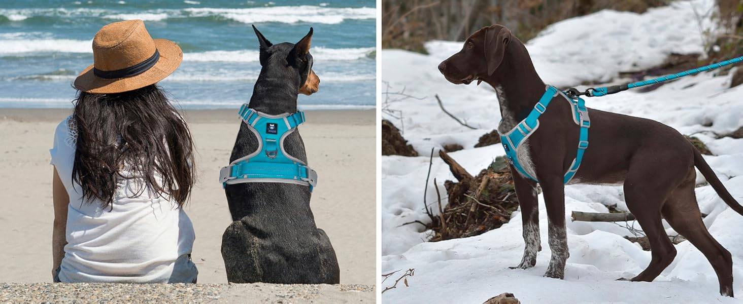 Dog Harness Blue