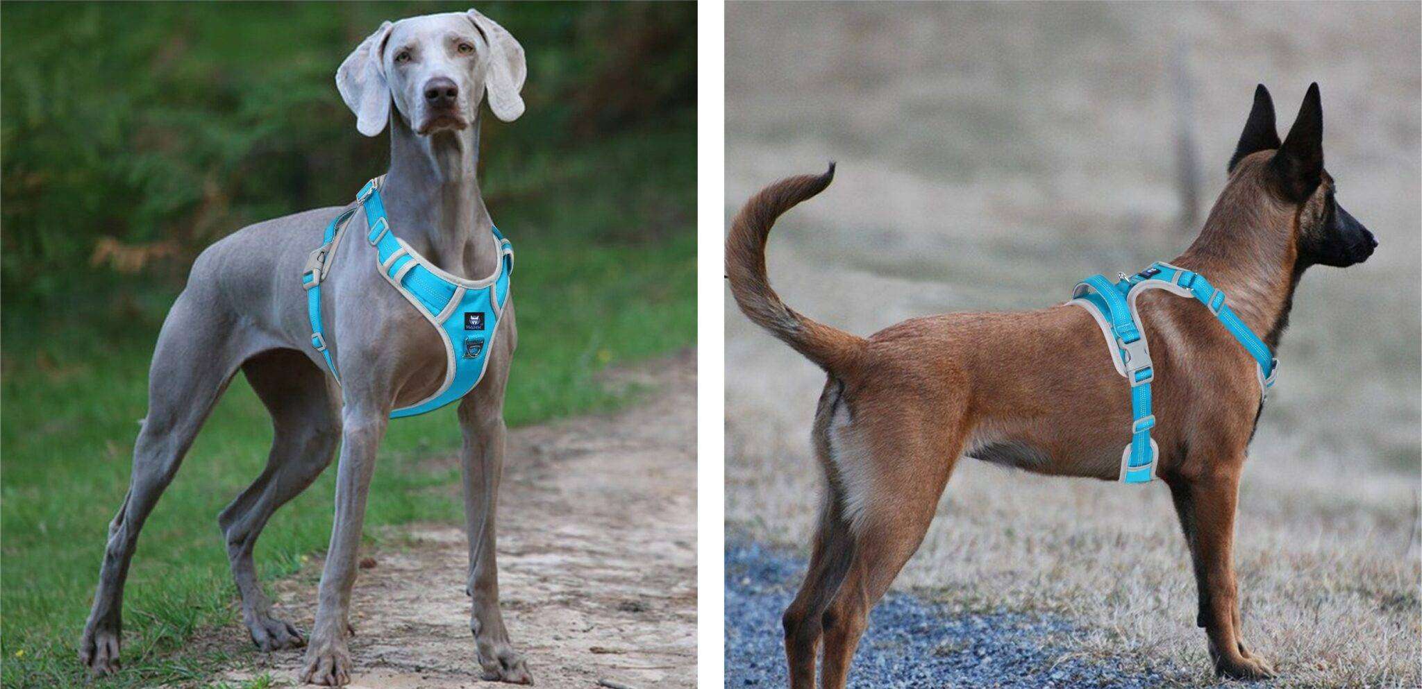 Dog Harness Blue
