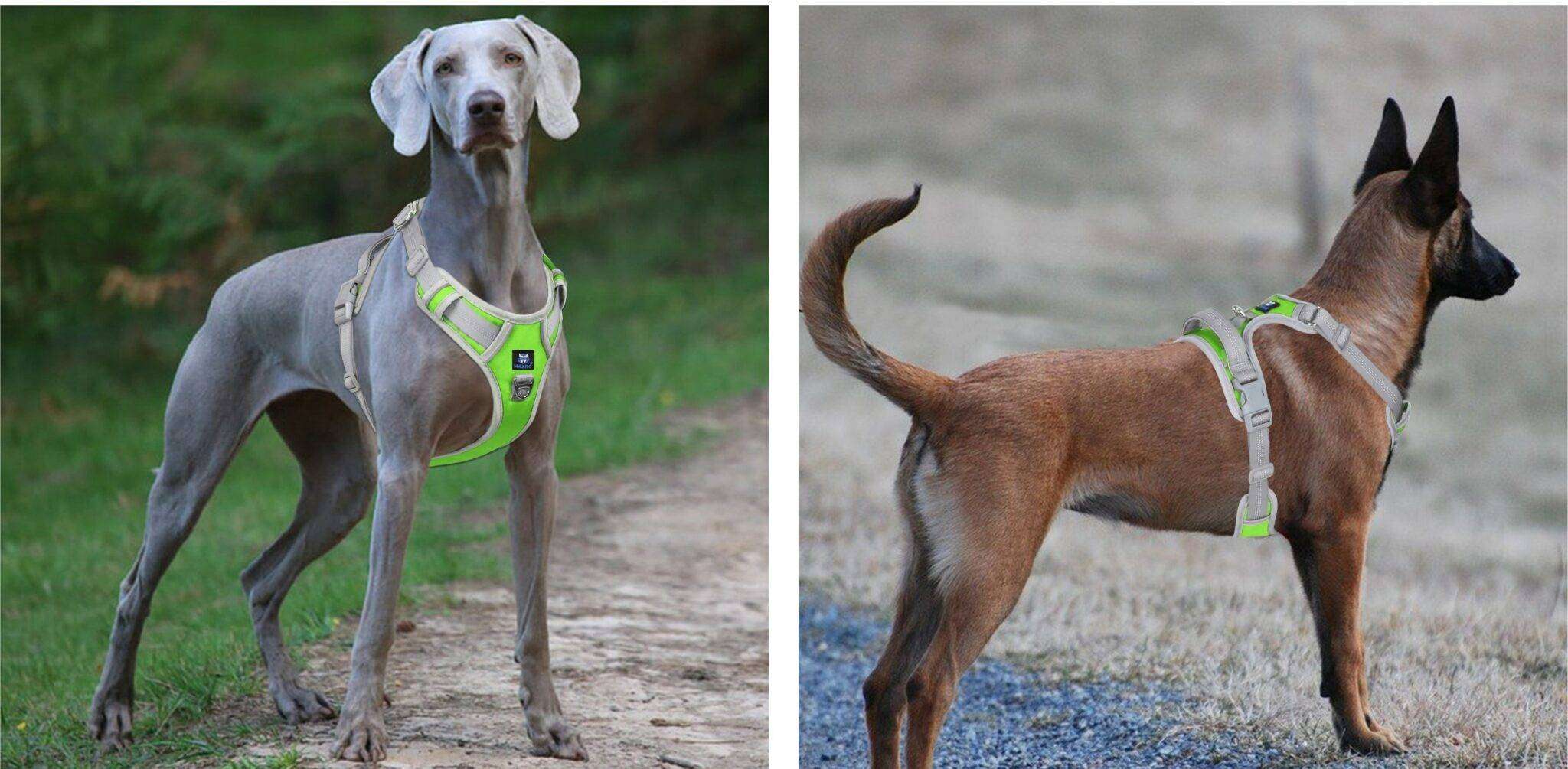 Dog Harness Green