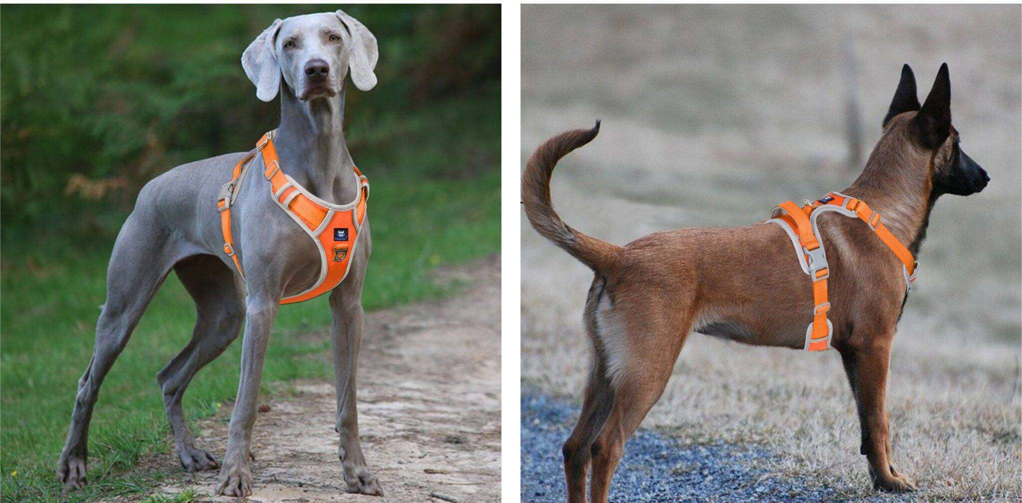 Dog Harness Orange