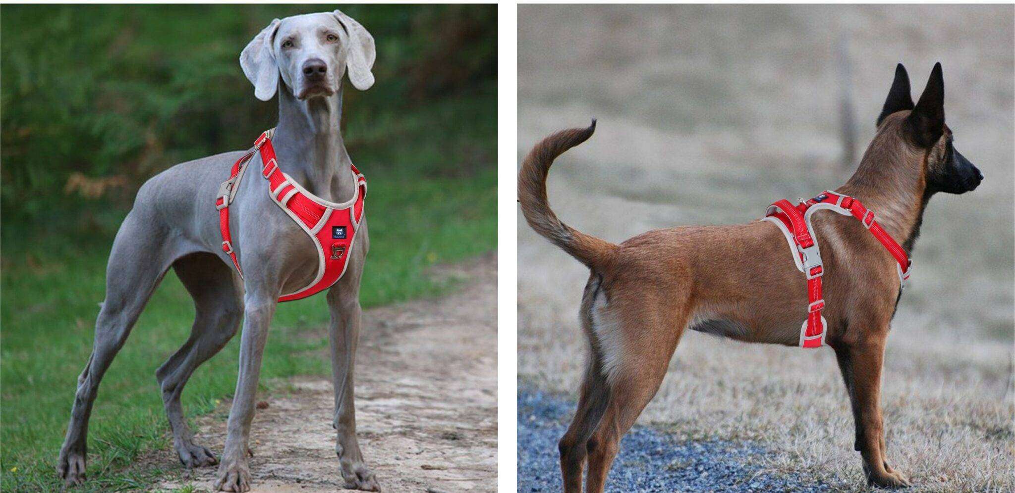 Dog Harness Red