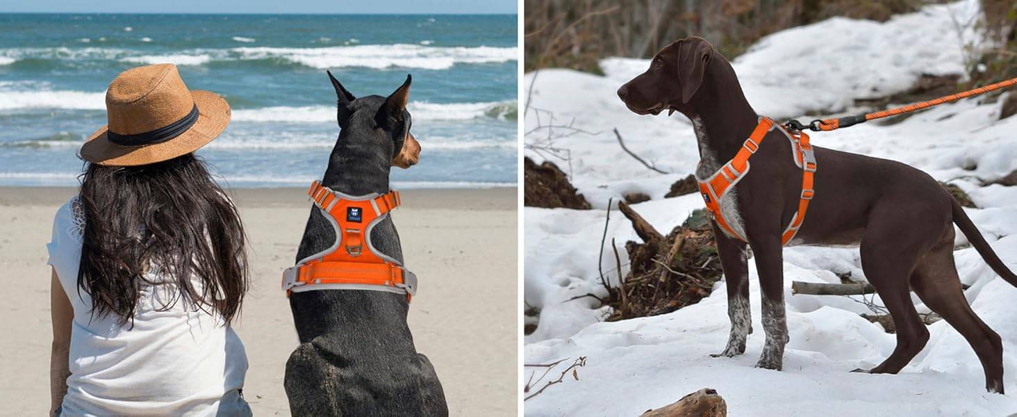 Dog Harness Orange
