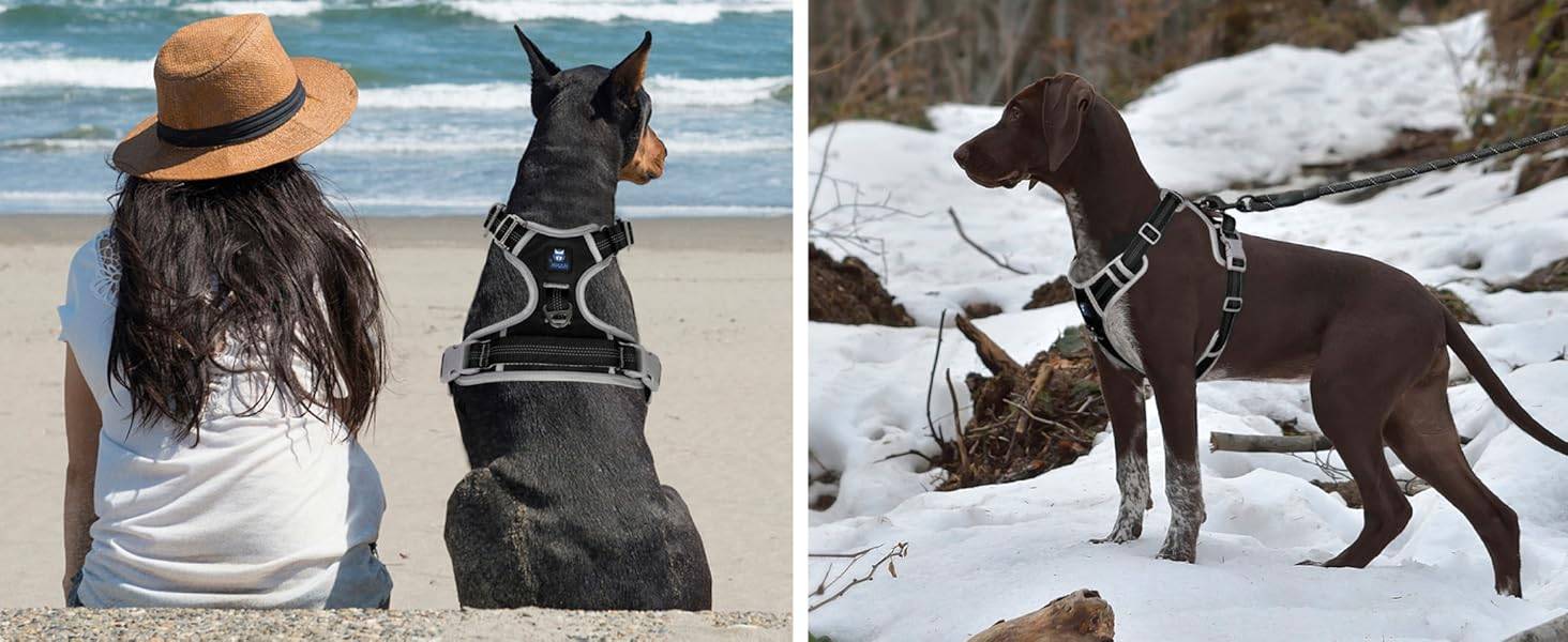 Dog Harness Black