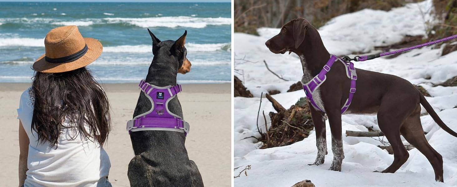 Dog Harness Purple