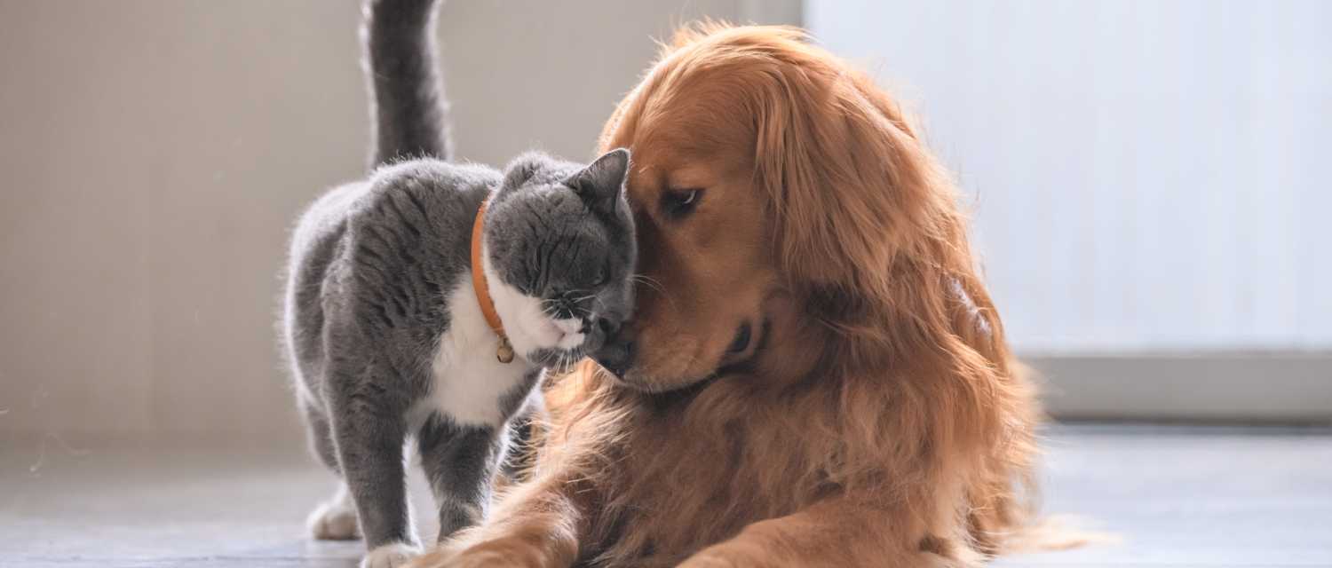 Dog & Cat Care Tips