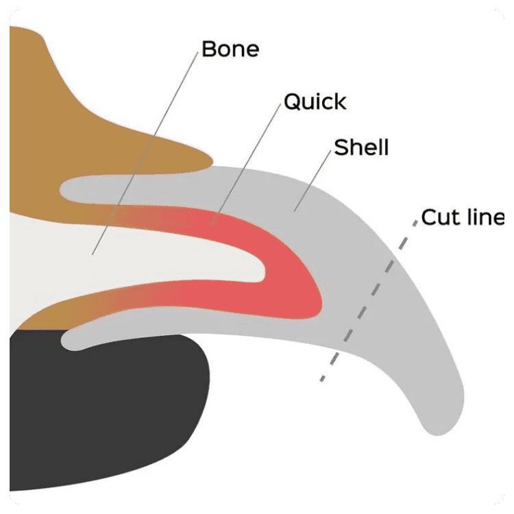 Anatomy of a Dog’s Nail