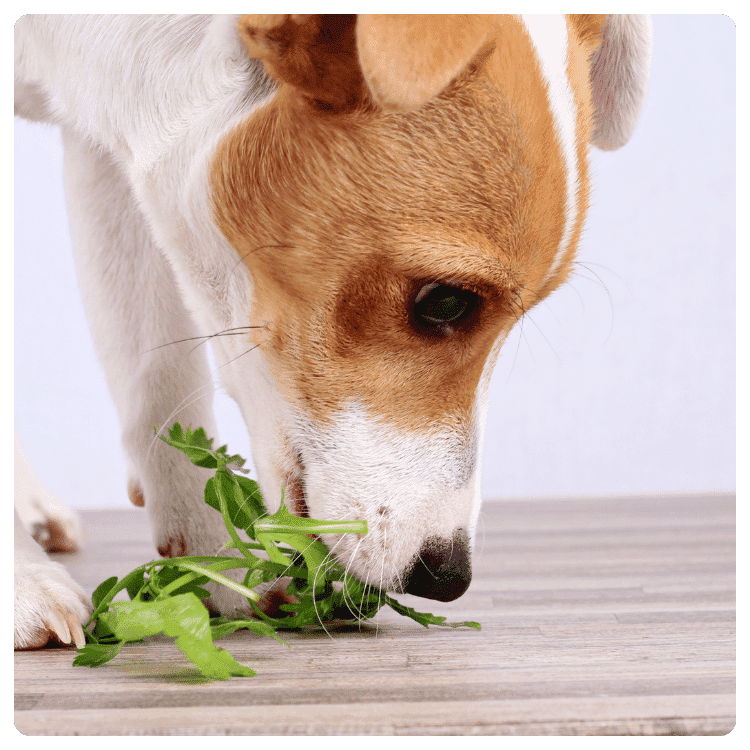 Benefits and Challenges of Vegetarian Dog Food