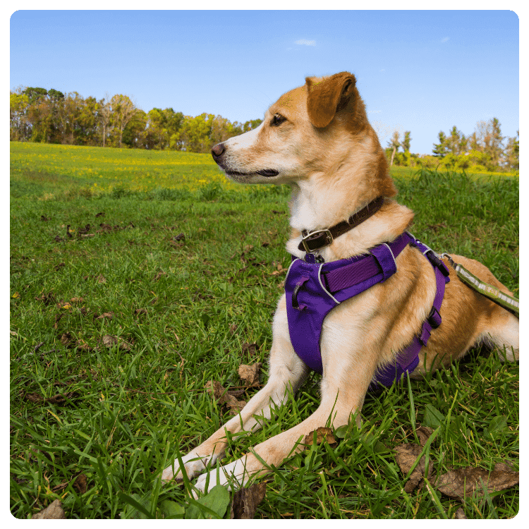Benefits of Using a Dog Harness 