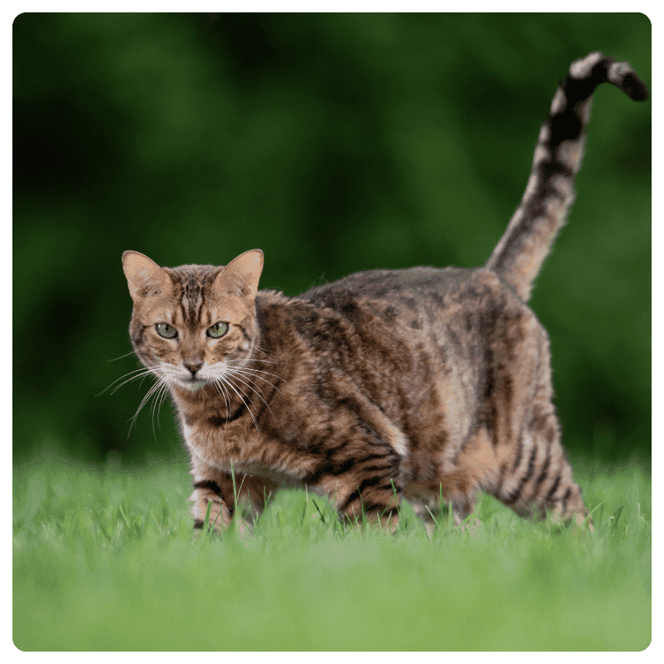 Bengal Cat