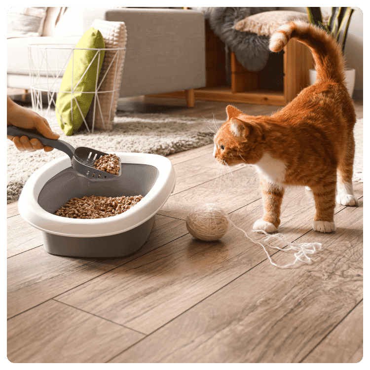 Cat Care Tips for Indian Households