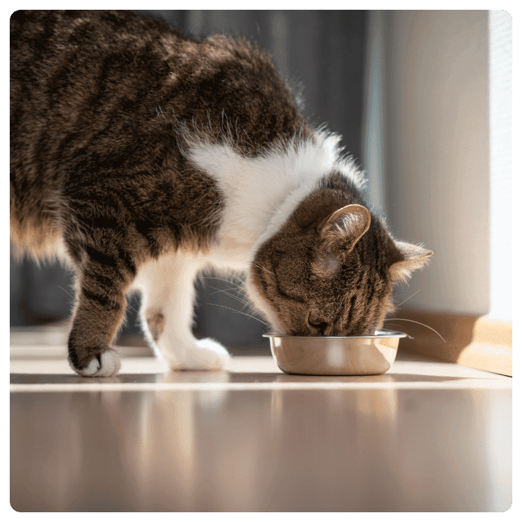 Understanding Cat Nutritional Needs