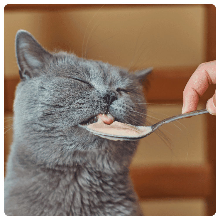 Choosing the Right Food for Your Cat