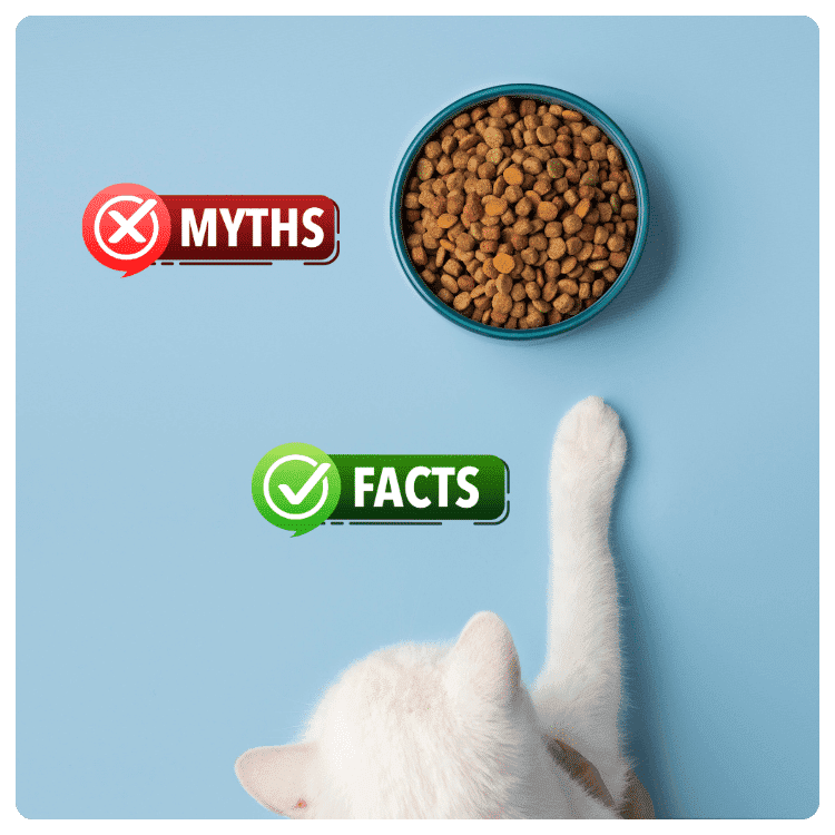 Common Cat Food Myths and Facts