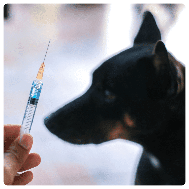 Diagnosis of Rabies