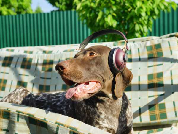 How Music Affects Your Pets Well-being