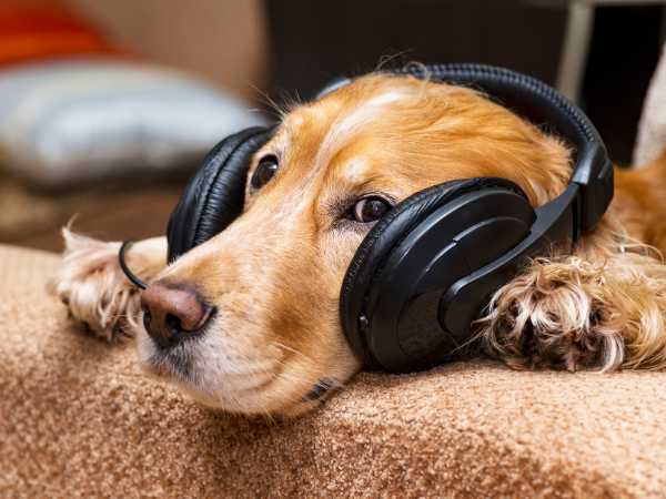 The Impact of Music on Specific Pet Species