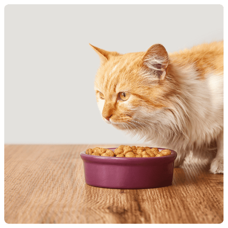 Guide to Cat Food
