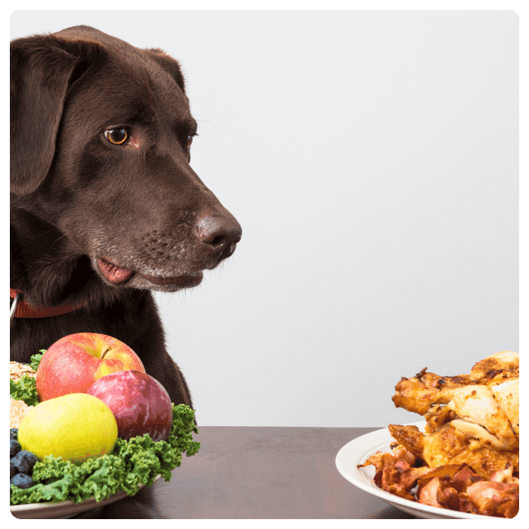 Health Effects of a Vegetarian Diet for Dogs