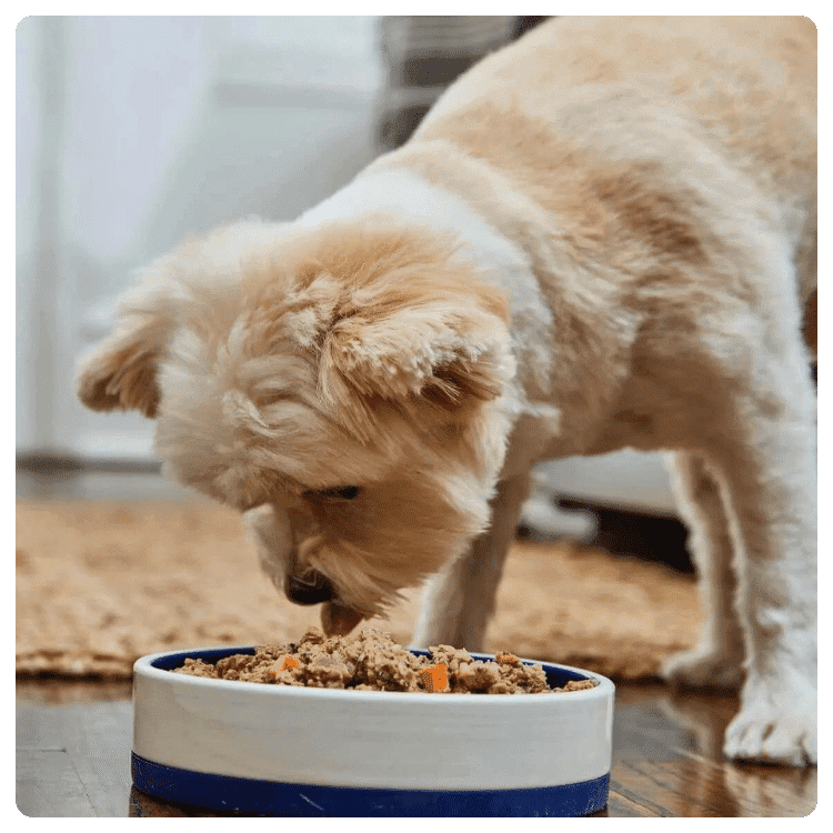 How To Make Vegetarian Dog Food At Home