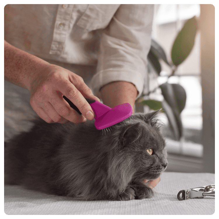 How to Groom Your Pet at Home