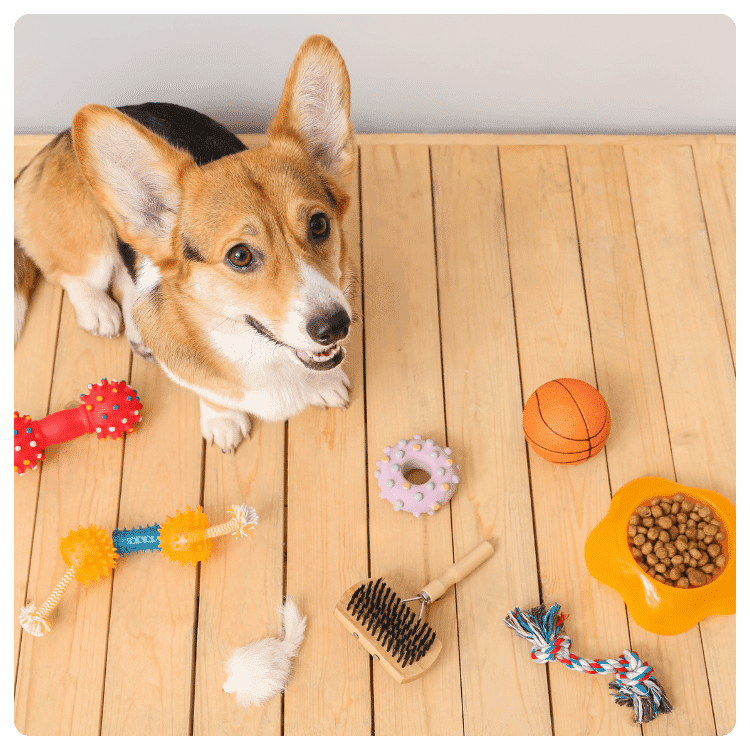 Key Aspects of Pet Grooming