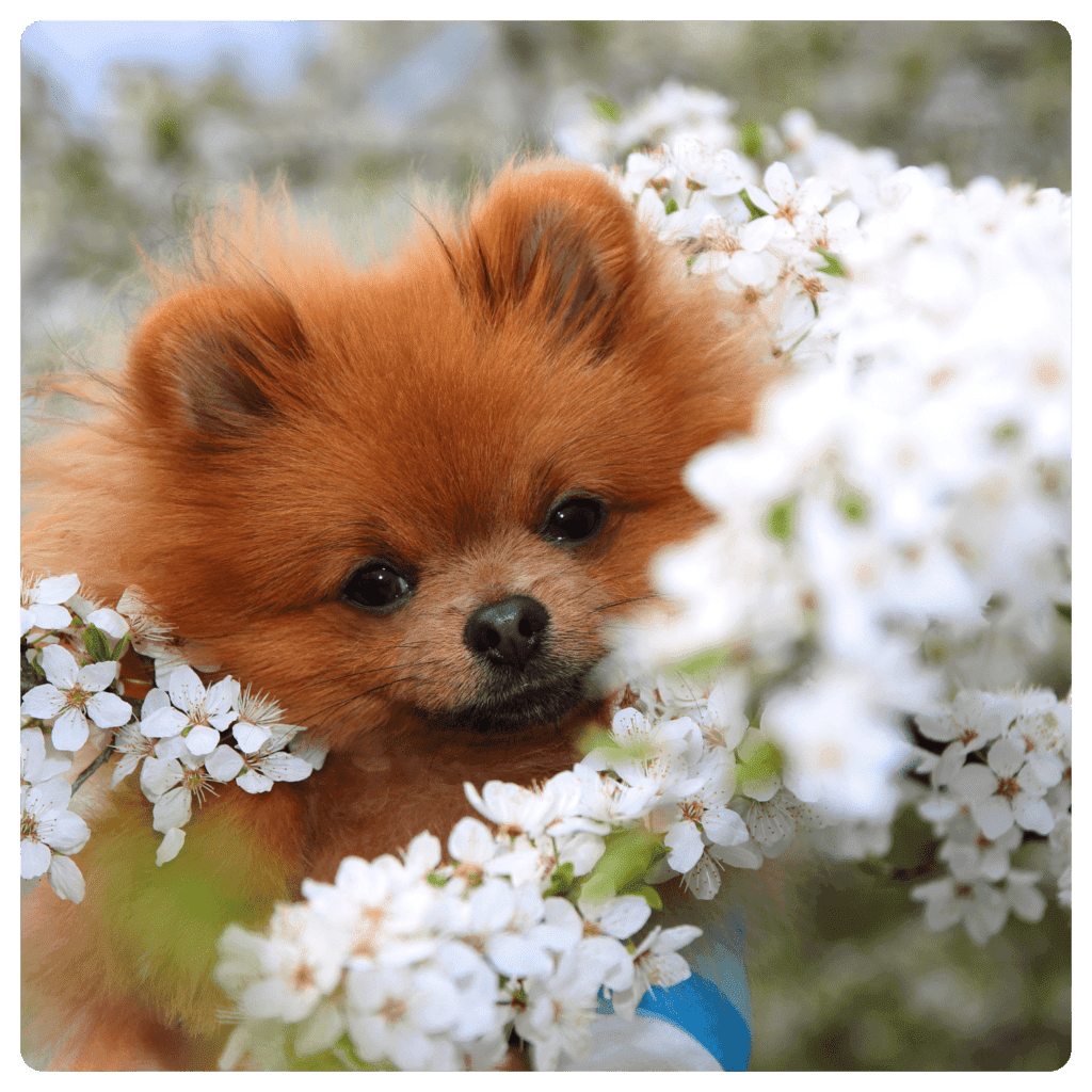 Pomeranian-Dog