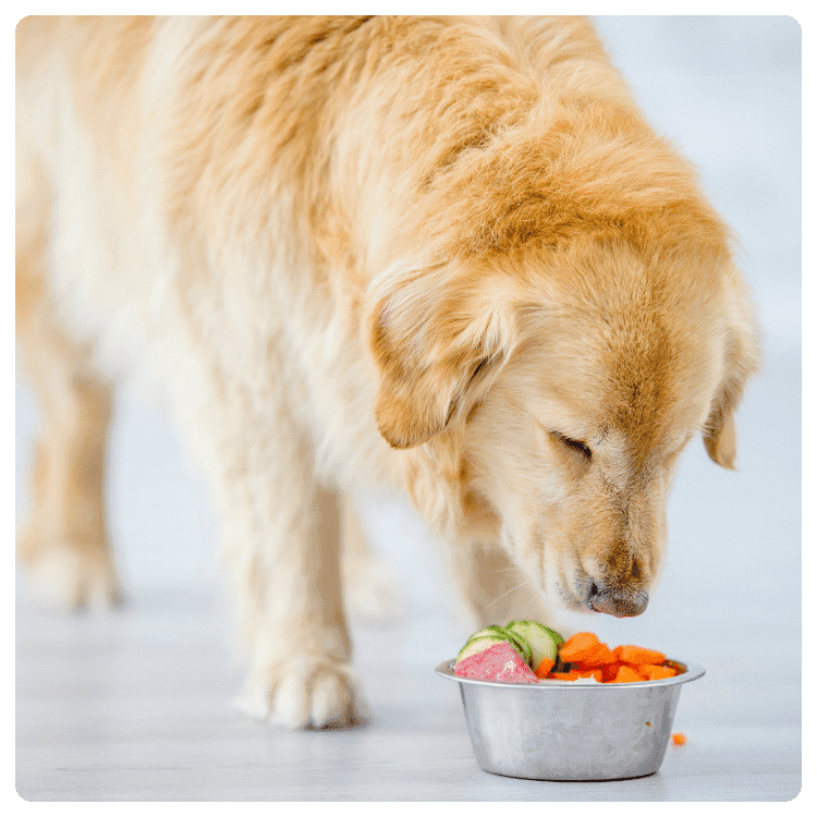 Safety and Health Considerations for Vegetarian Dog Diets