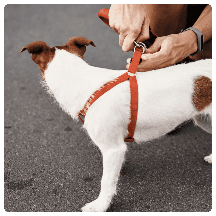 Step-In Back Clip Dog Harness