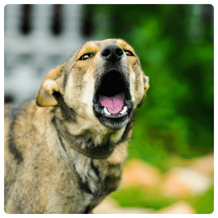 Symptoms of Rabies in Dogs