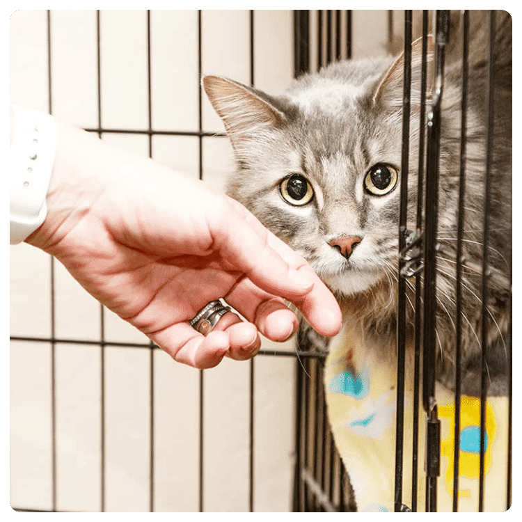 Tips for Adopting a Cat