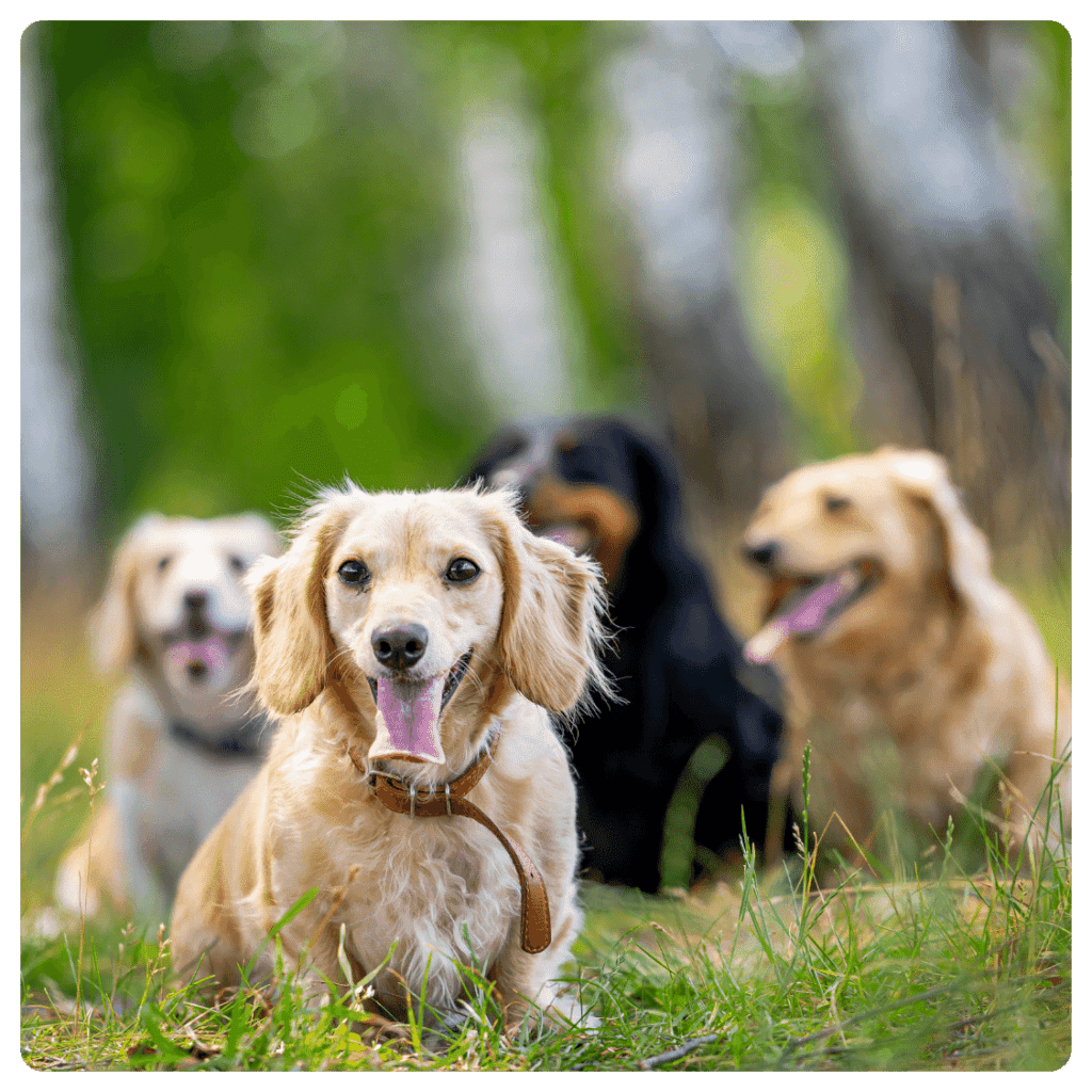 Top 10 Dog Breeds For Indian Home