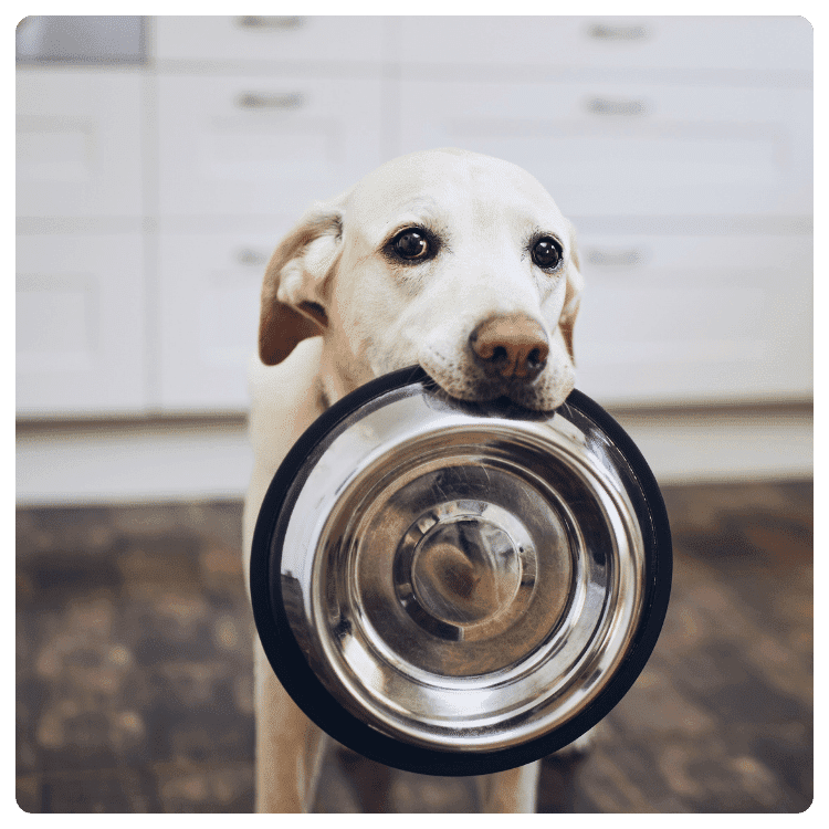 Understanding Dog Nutritional Needs