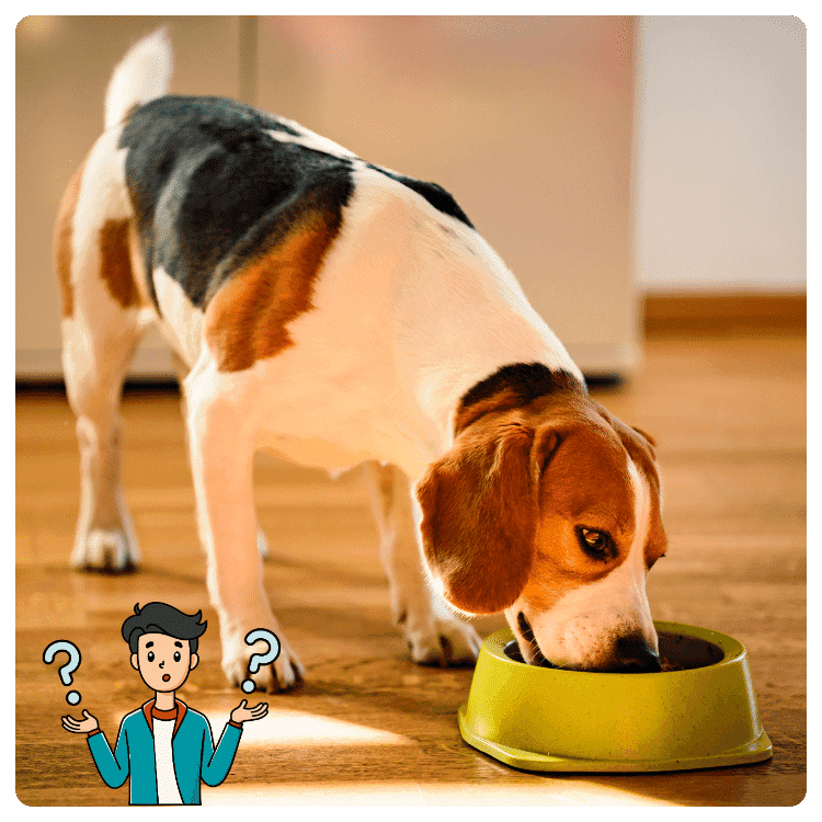 Why Some Pet Owners Choose a Vegetarian Diet for Their Dogs?