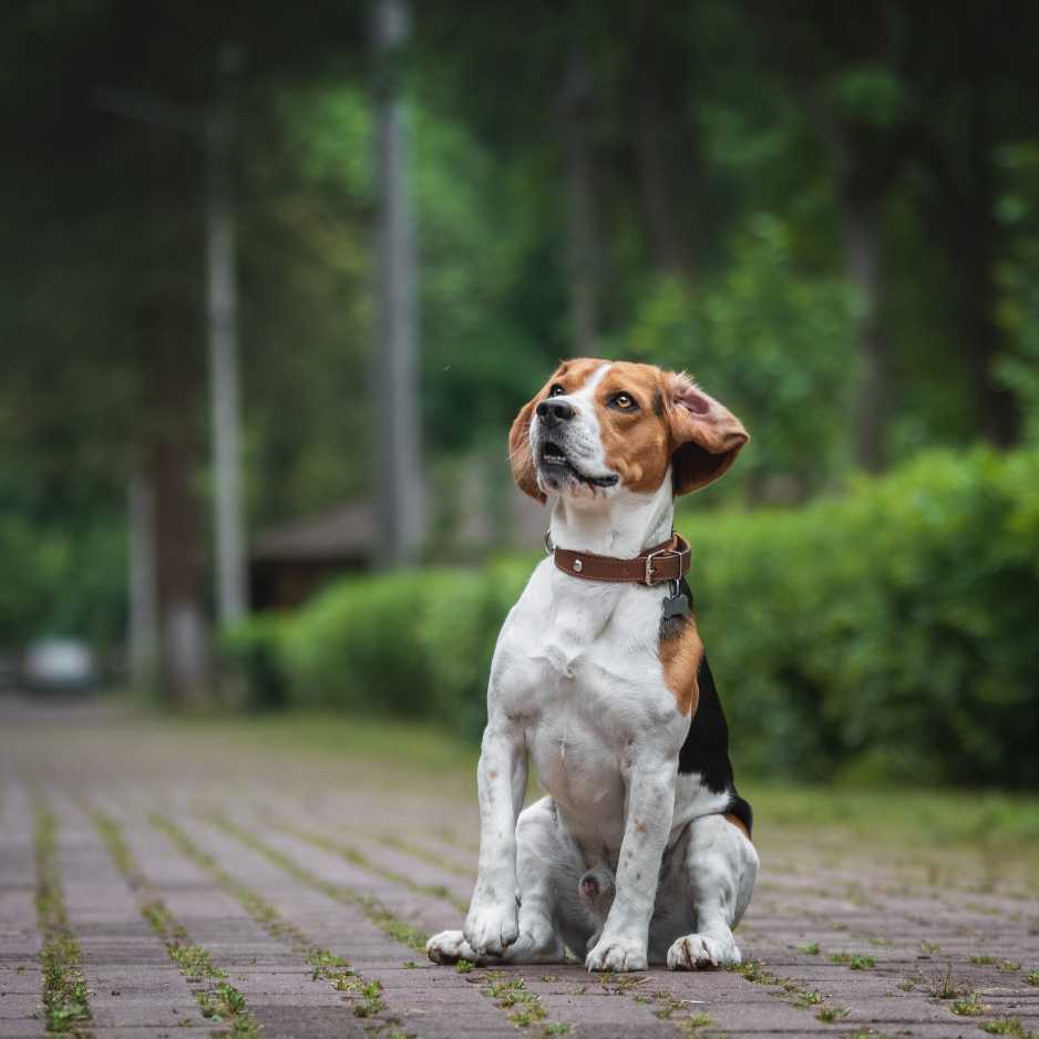 Beagles Environment and Living Conditions