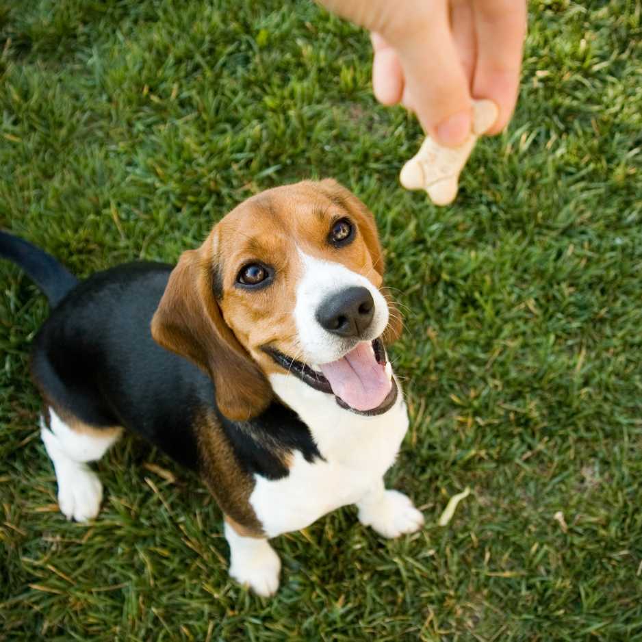 Beagles Exercise and Physical Activity Needs