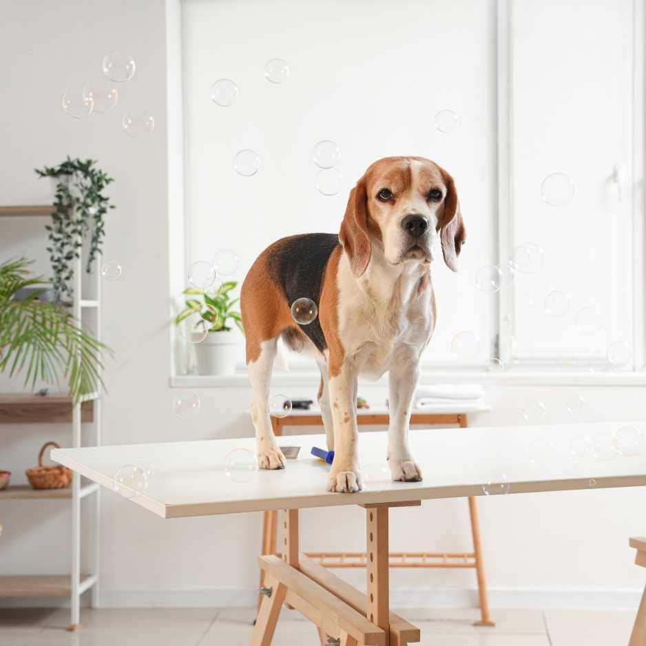 Beagles Grooming and Maintenance
