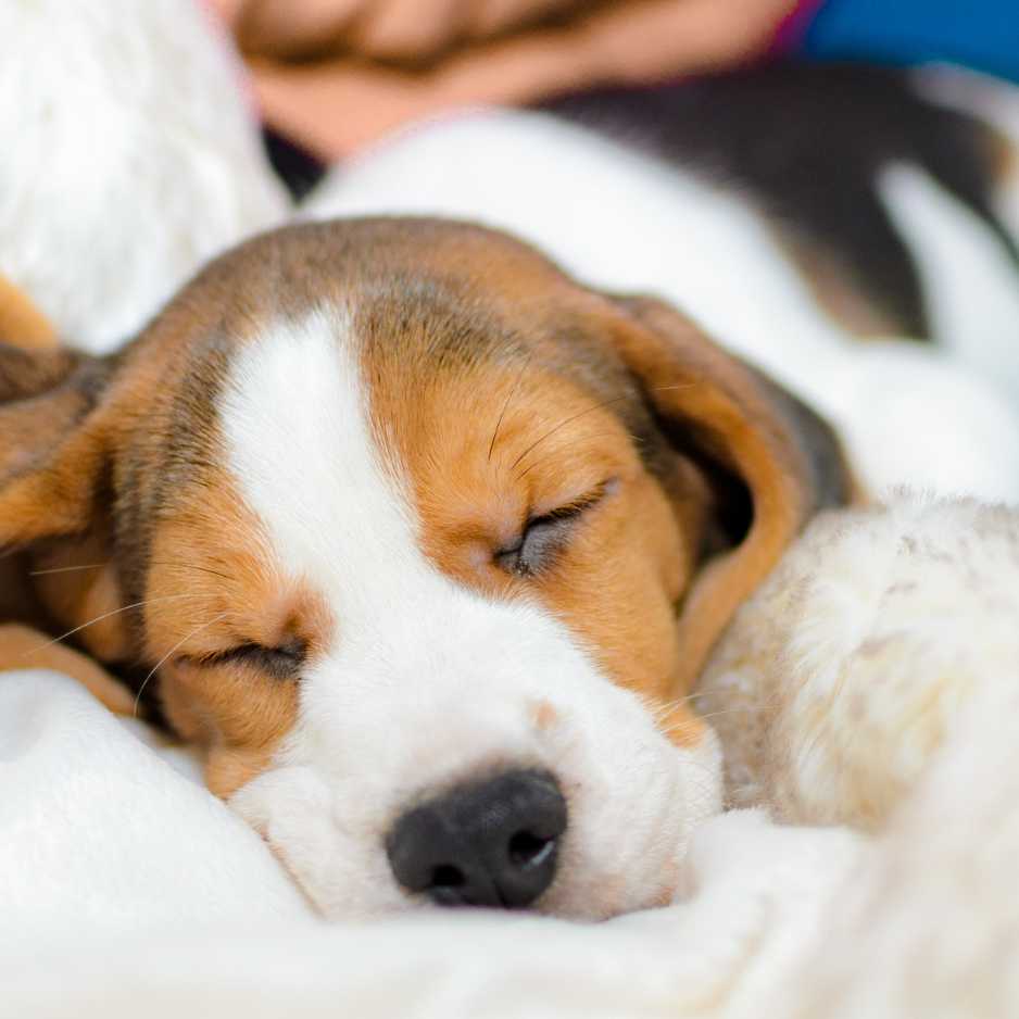 Beagles Health and Lifespan