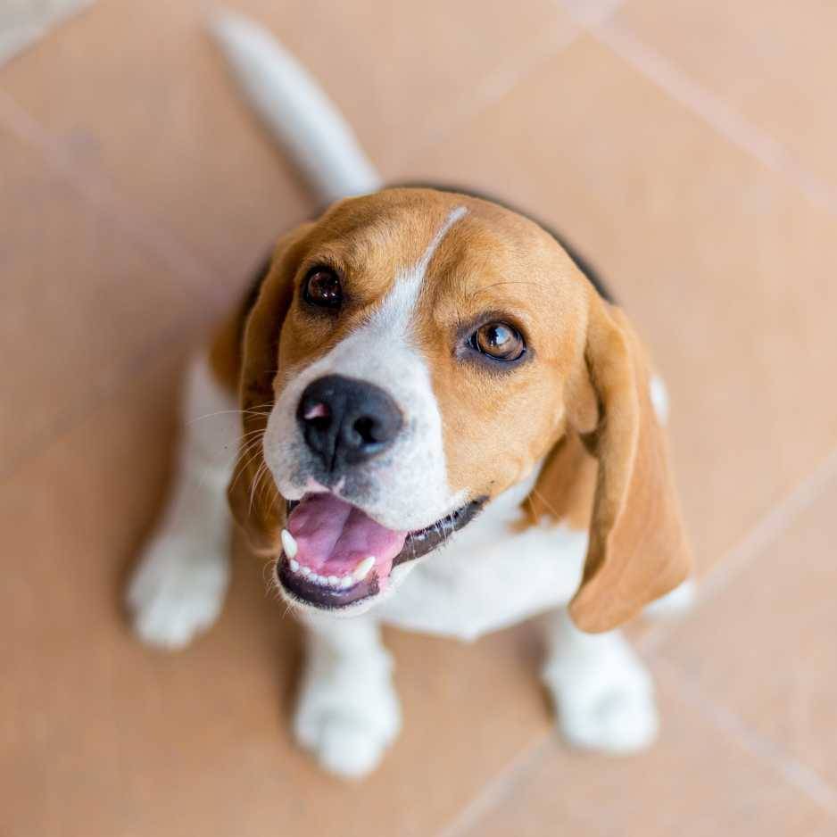 Beagles Personality and Temperament