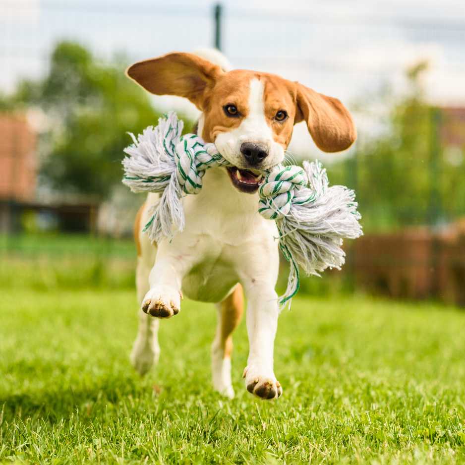 Beagles Physical Characteristics