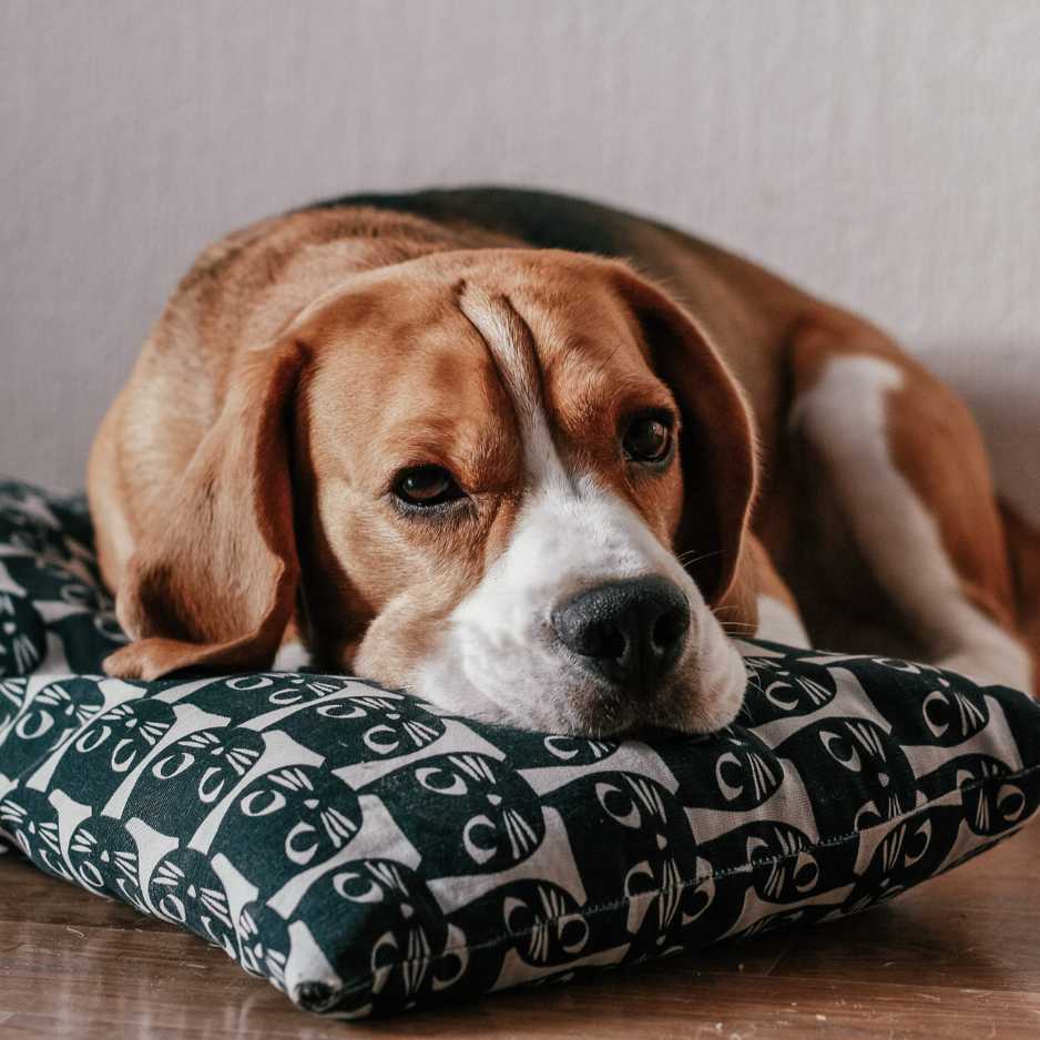 Beagles Suitability for Families