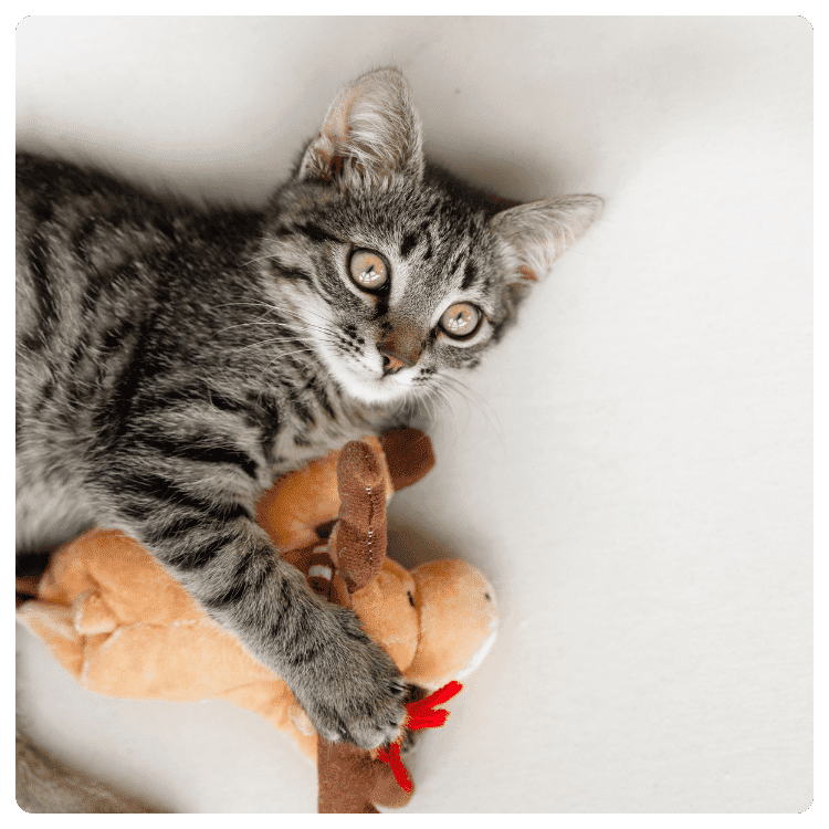 Cat Behavior Problems and Training Tips