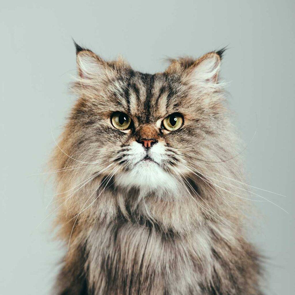 Common Myths About Persian Cats