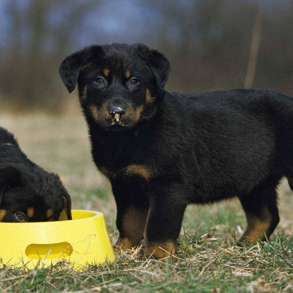 Diet and Nutrition_ Feeding Your Rottweiler