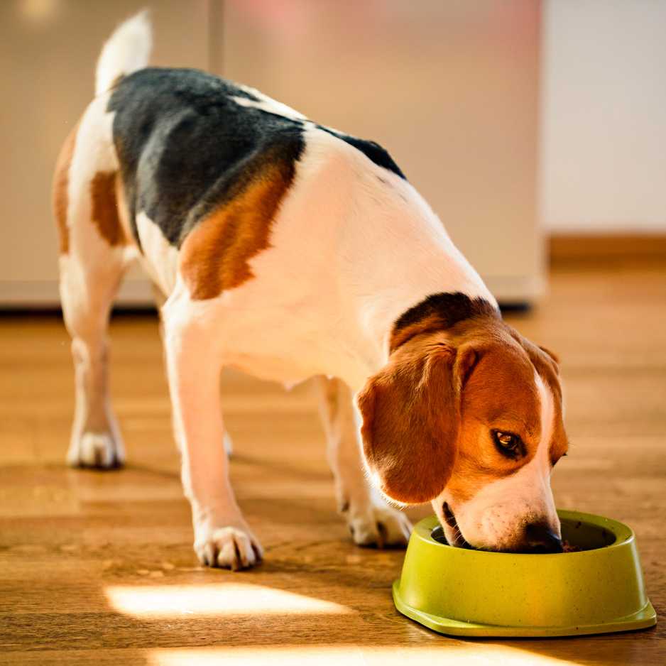 Dietary Needs For Beagles