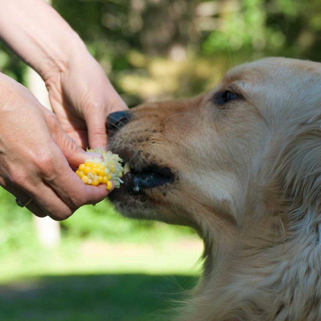 Dietary Needs For Golden Retriever