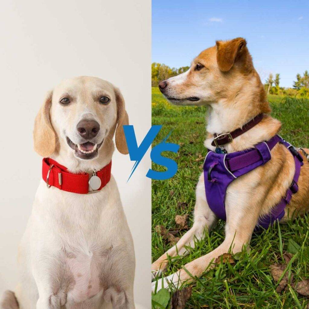 Dog Harness vs. Dog Collar_ Which is Best for Your Dog