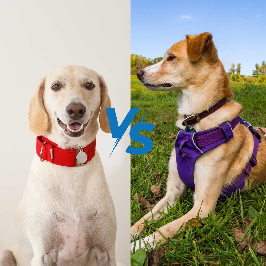 Dog Harness vs. Dog Collar_ Which is Best for Your Dog