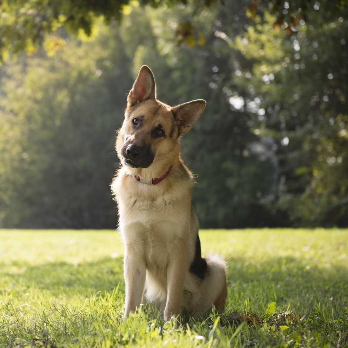 Everything You Need to Know About German Shepherd