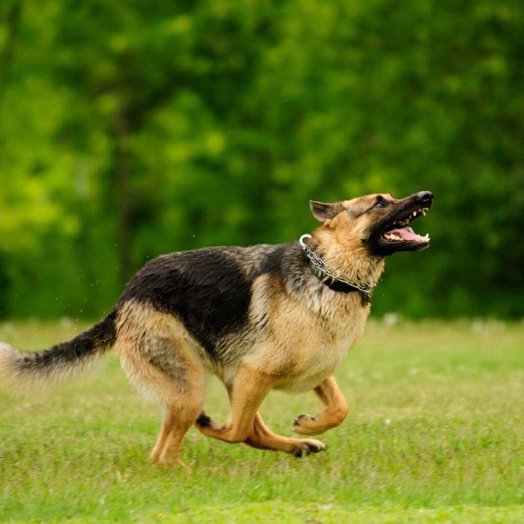 German Shepherd Environment and Living Conditions